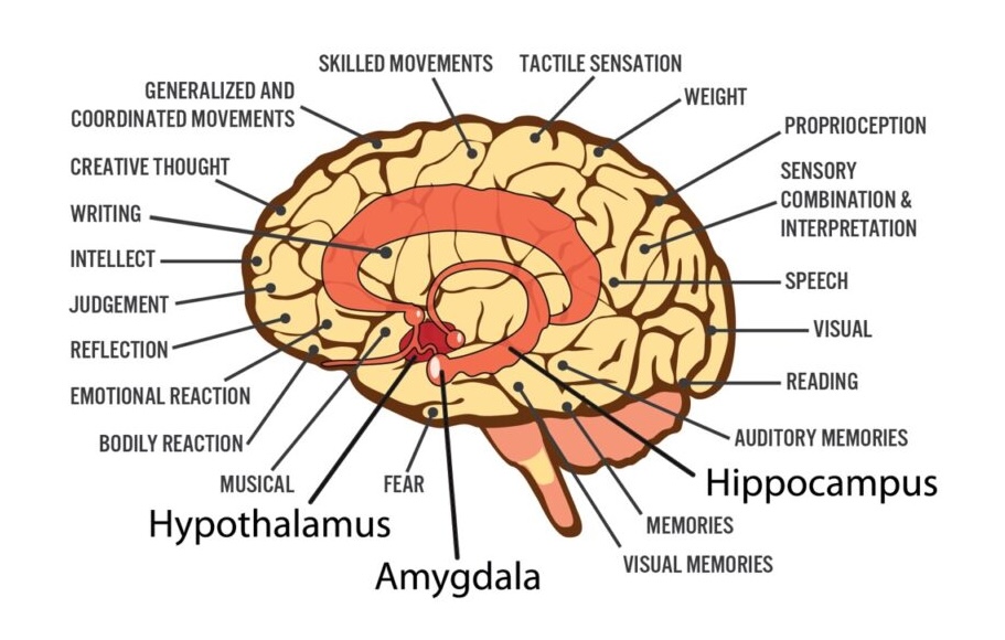 human brain functions